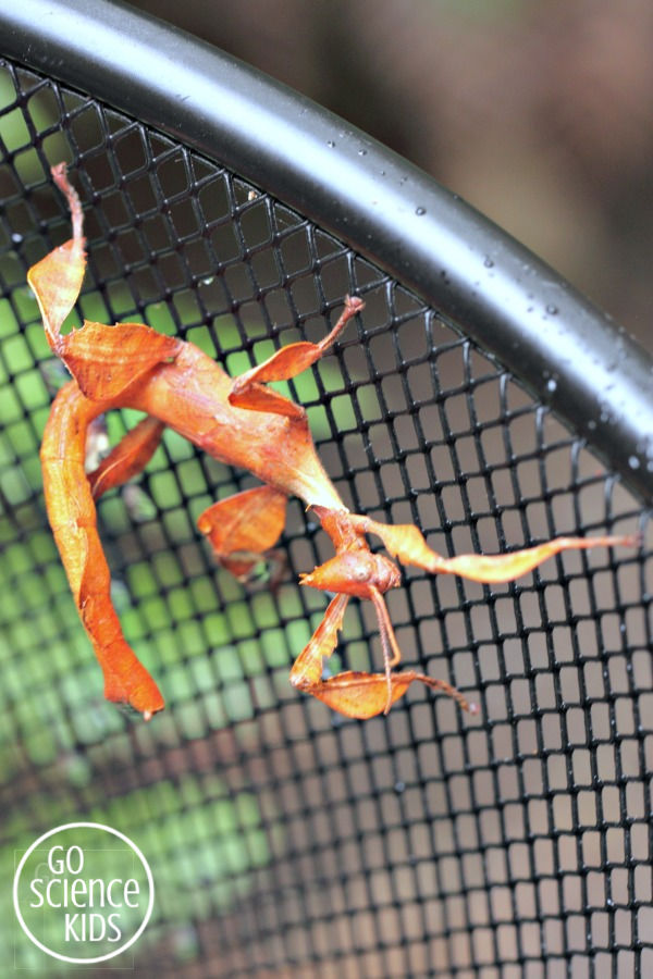 Male spiny leaf phasmid nymph