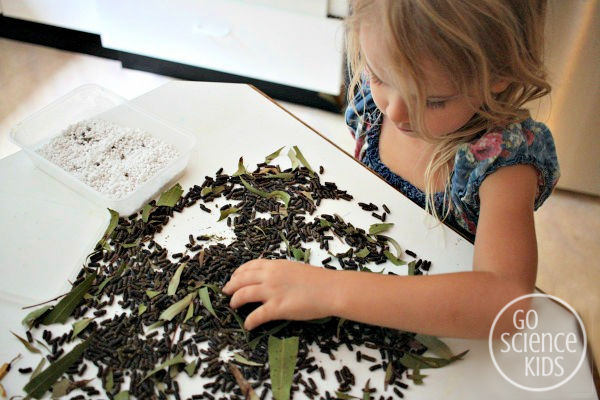 Sorting through phasmid poo for eggs