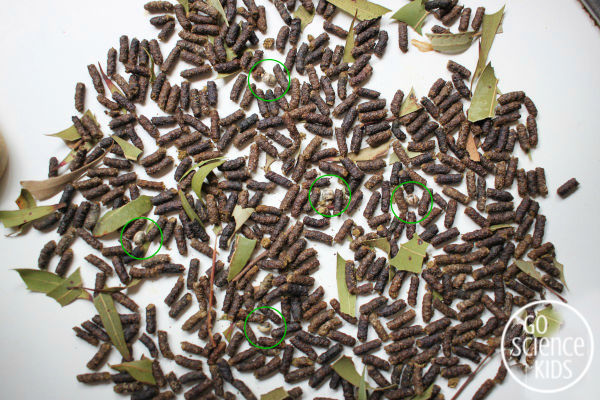 Spiny leaf phasmid eggs amongst poo pellets (scat)