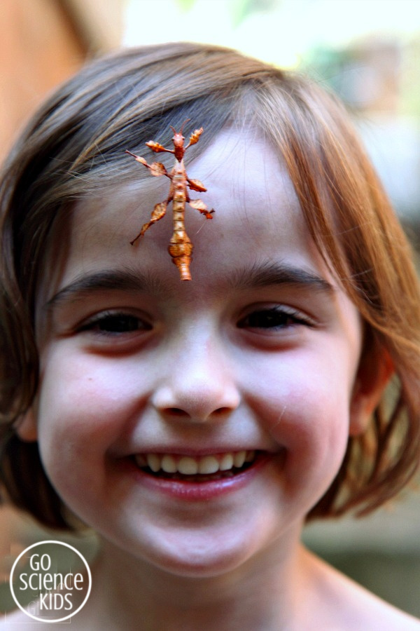 Spiny leaf phasmids make great insect pets for kids