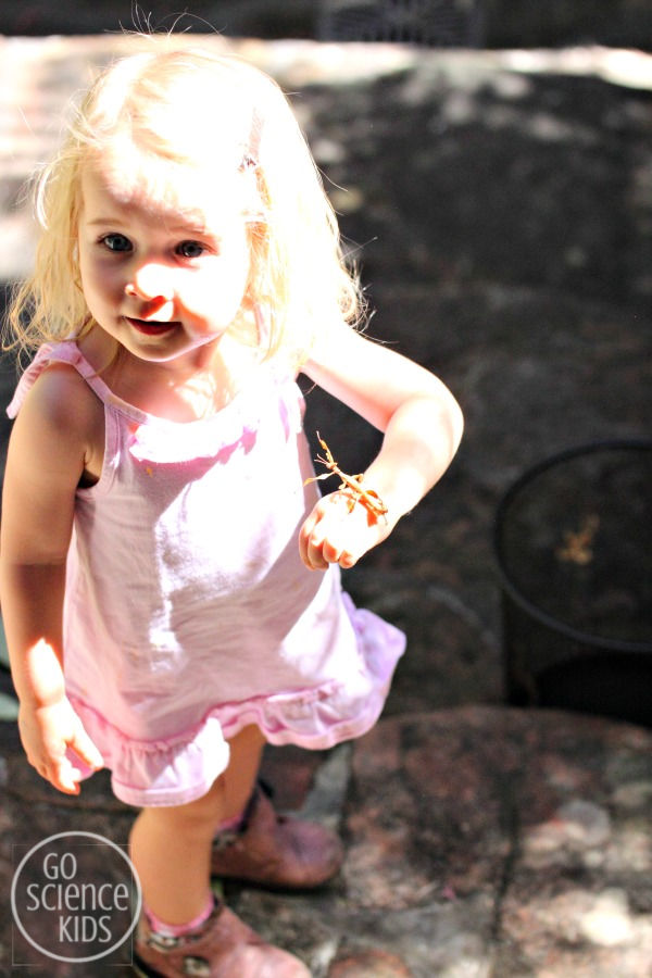 Toddler holding a spiny leaf phasmid