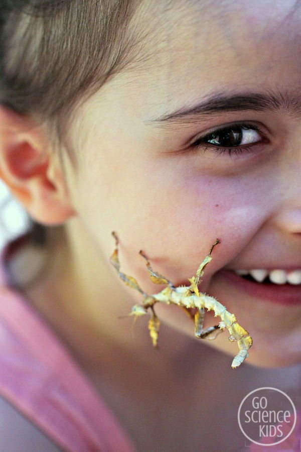 Why spiny leaf phasmids make great insect pets, and how to make an easy DIY enclosure