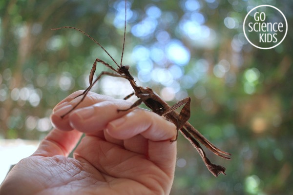 adult male spiny leaf phasmid