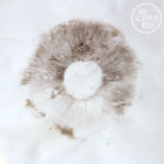 Mushroom spore print - fun nature science for kids