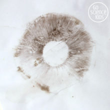 Mushroom spore print - fun nature science for kids