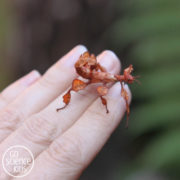 Female spiny leaf phasmid nymph