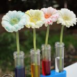 Colour changing flowers - fun science experiment for kids